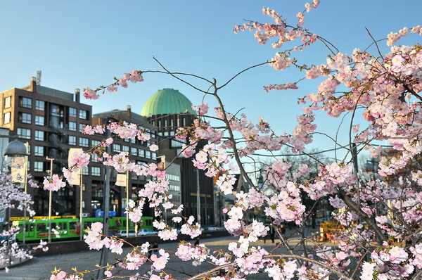 Fruehling2012   079.jpg